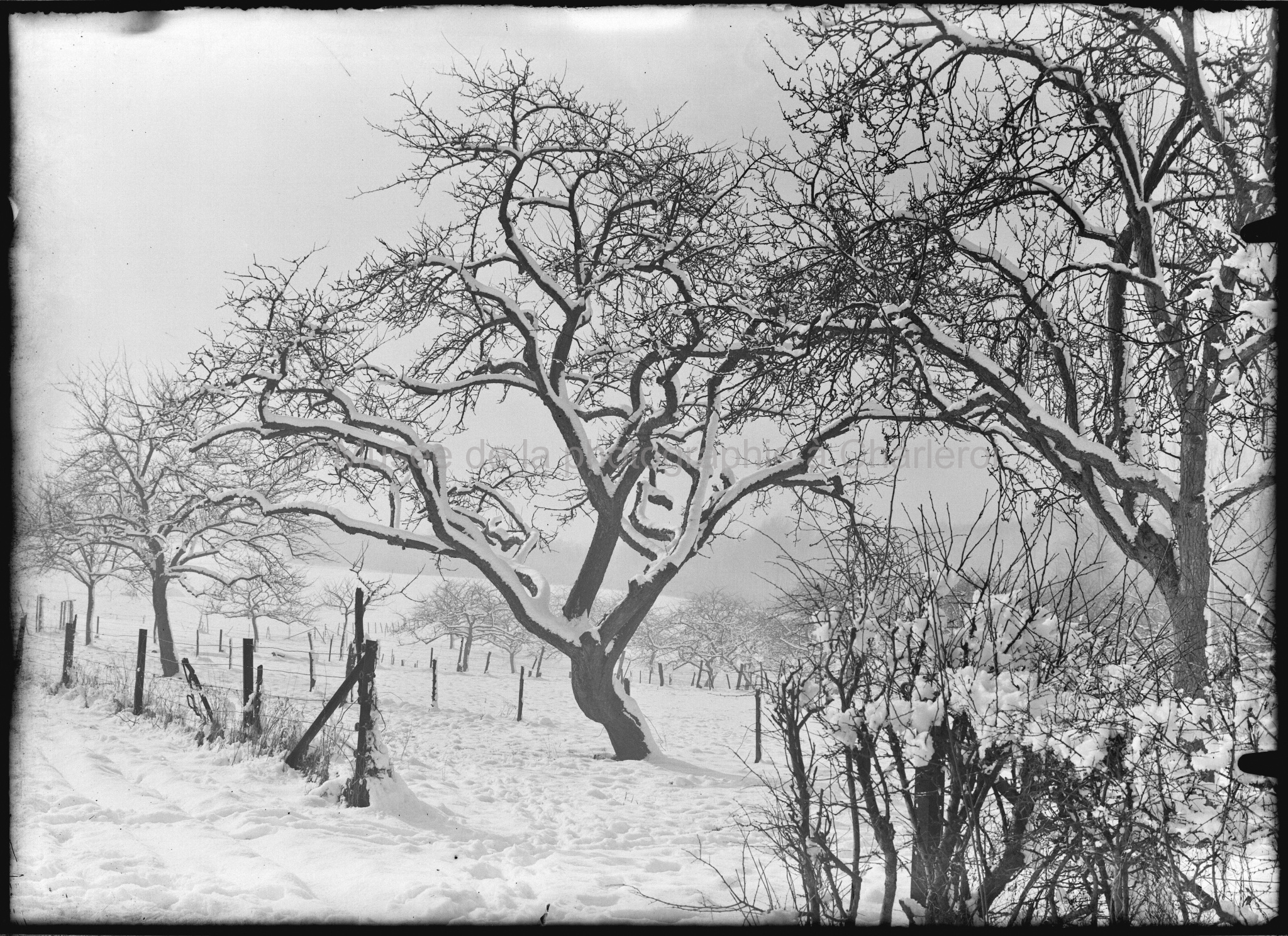 Paysage enneigé